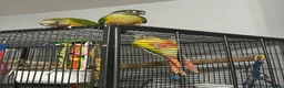 Conures birds for sale: Hand Reared Conures - Advert 18