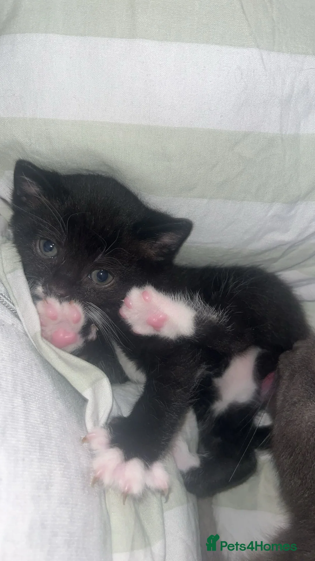 Mixed Breed cats for sale: Adorable male kitten looking for a forever home 🐾 - Advert 2