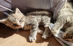 Ragdoll cats for sale: Ragdoll cross British kittens - Image 10