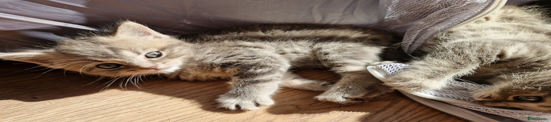 Ragdoll Kitten 2