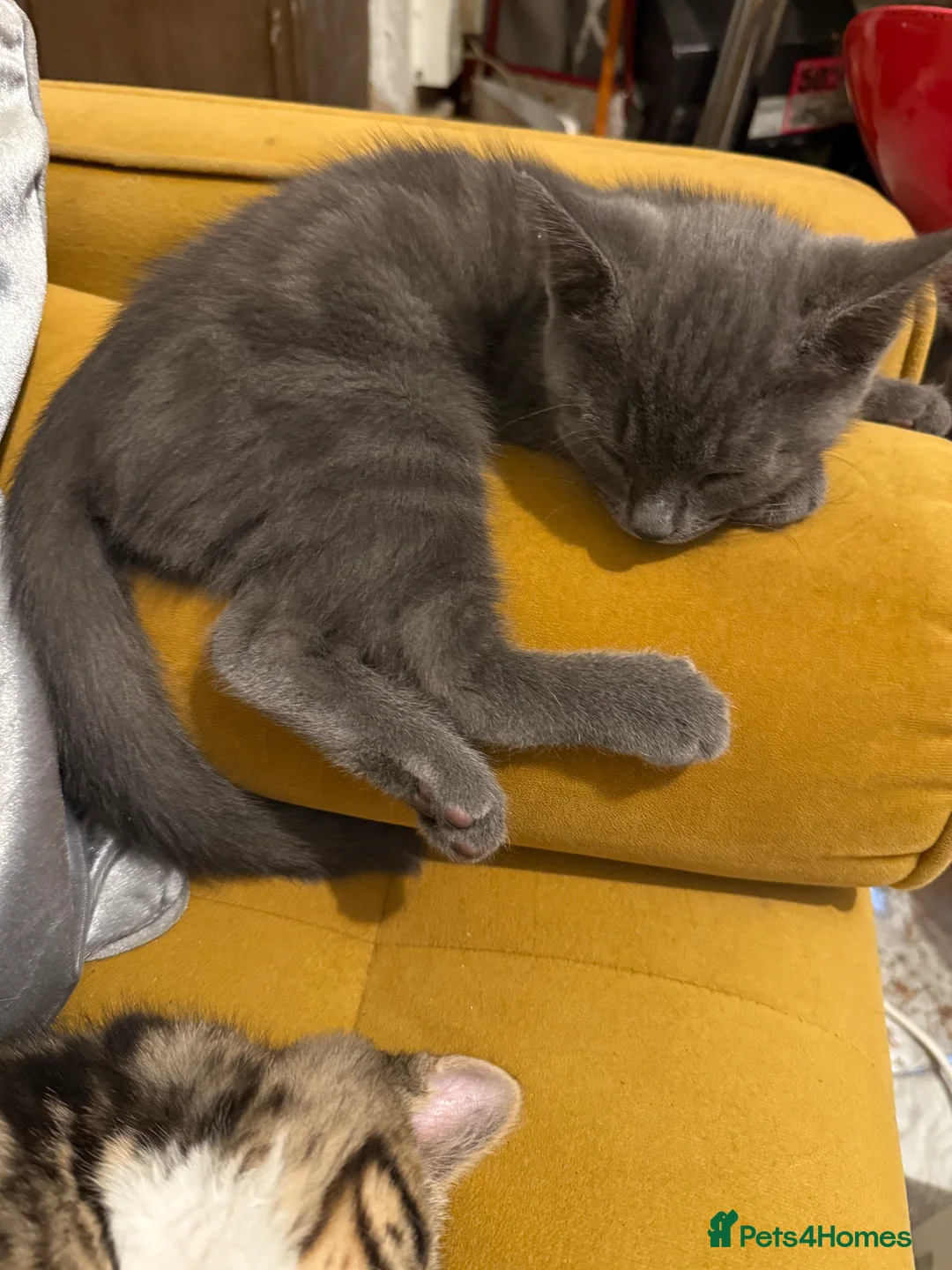 British Shorthair cats for sale: 3 cute and friendly kittens. 1 grey, 2 tabby - Advert 8