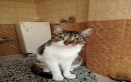 Mixed Breed cats for adoption: Lovely and fun Kito looking for a warm home <3 - Image 3