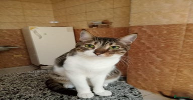 Mixed Breed cats - Advert 5