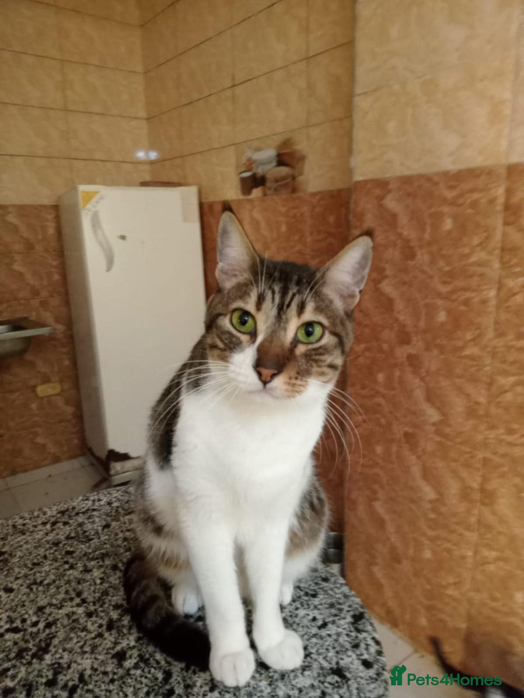 Mixed Breed cats for adoption: Lovely and fun Kito looking for a warm home <3 - Image 3