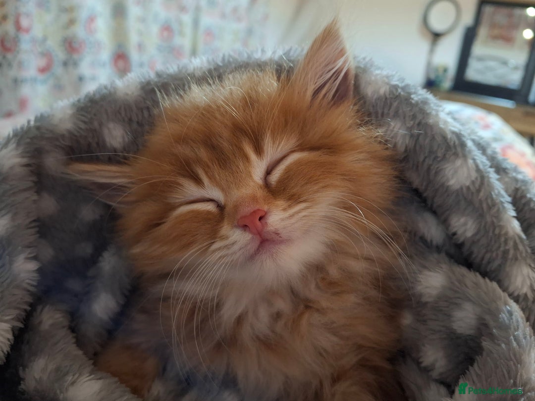 Maine Coon cats for sale: Absolutely Stunning Part Maine Coon Kittens - Advert 1