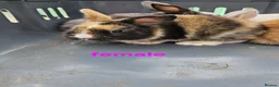 Mixed Breed rabbits for sale: Minilop x rex rabbits  - Advert 7