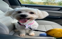 Bichon Frise dogs for stud: Bichon for stud duties!  - Image 2