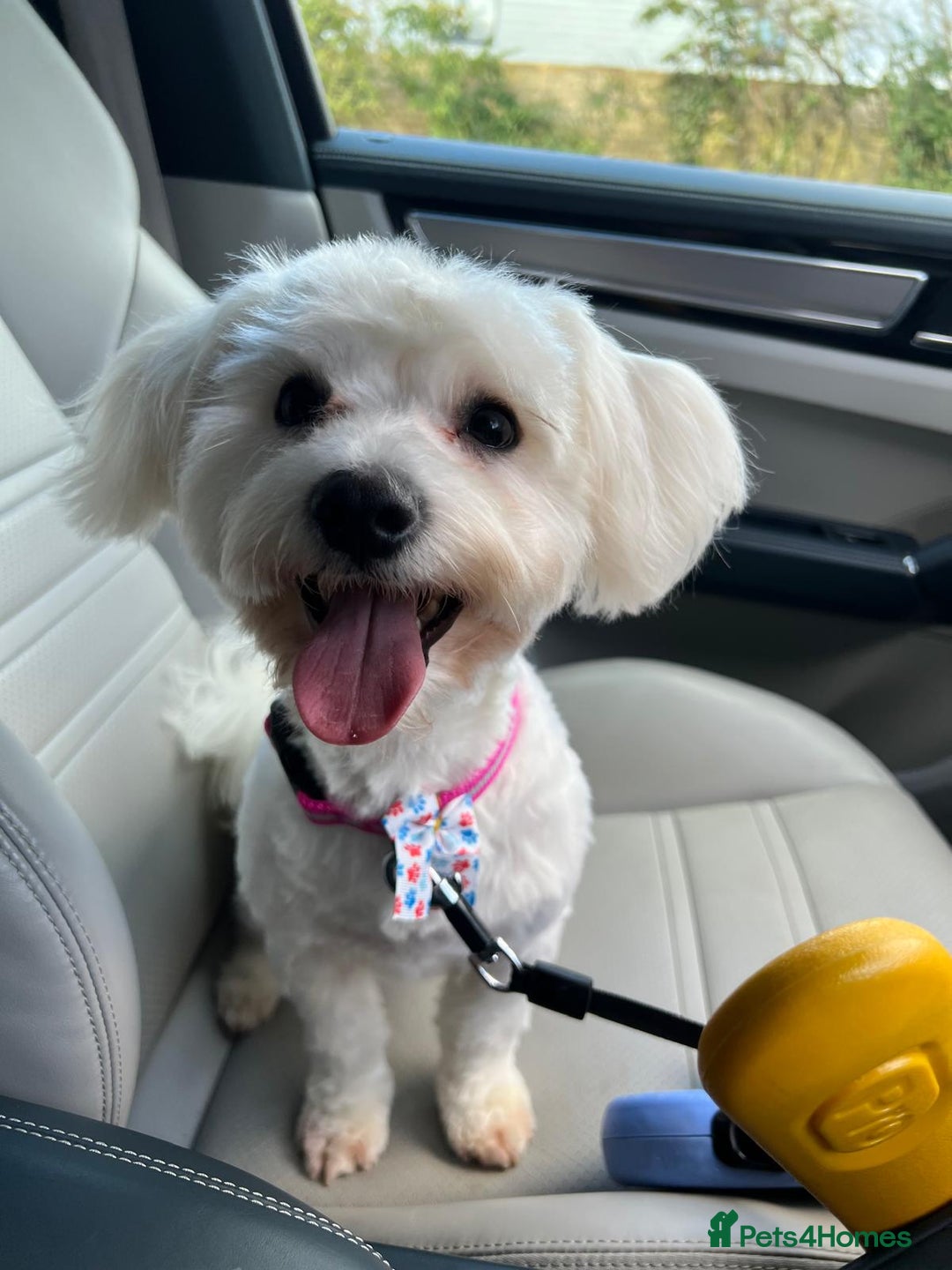 Bichon Frise dogs for stud: Bichon for stud duties!  - Image 2