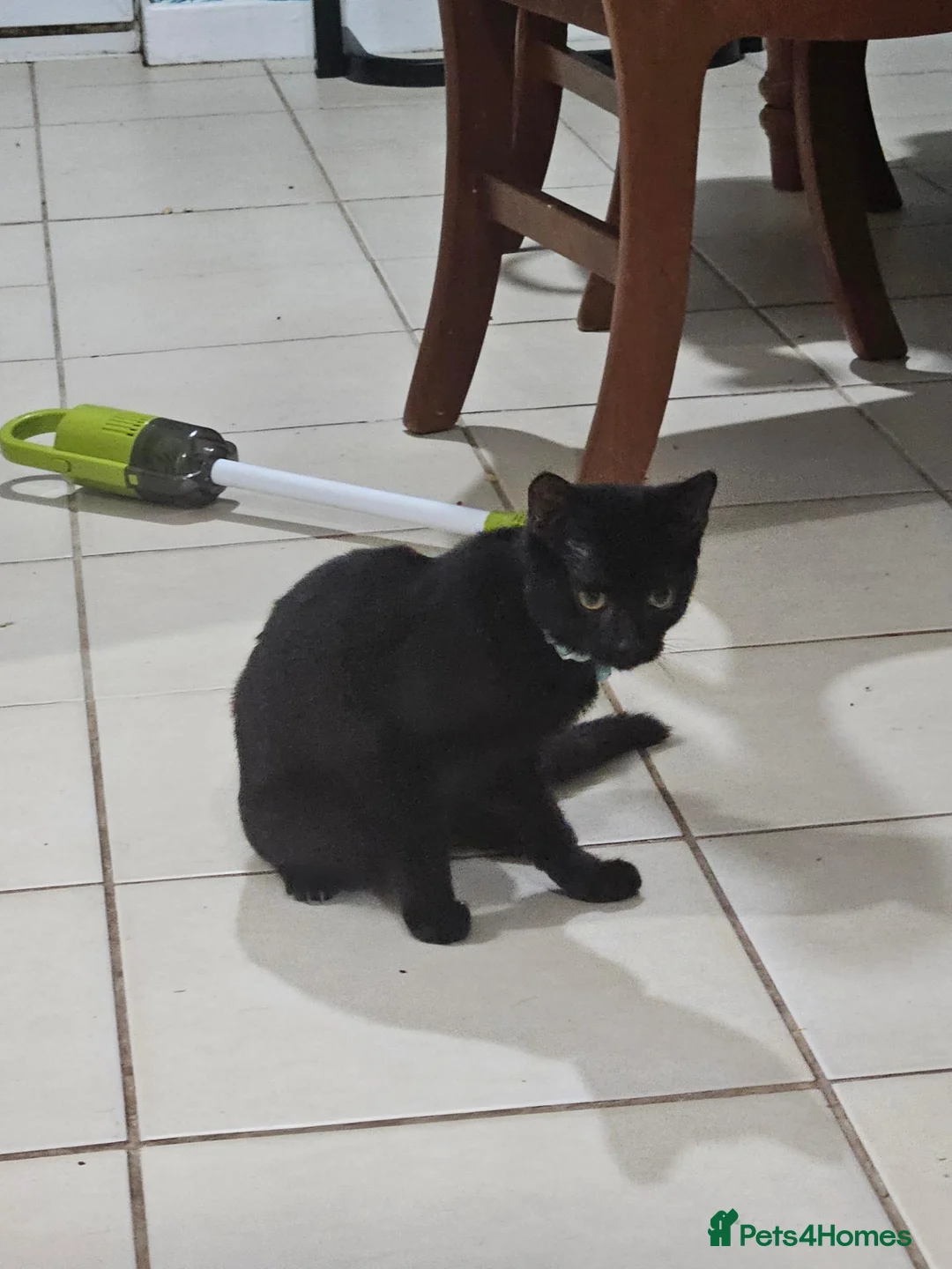 Domestic Shorthair cats for sale: Two kittens, Jinx&Nova MUST GO TOGETHER  in Peterborough - Advert 2