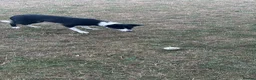 Border Collie dogs for stud: URGENT STUD WANTED in Christchurch - Advert 2