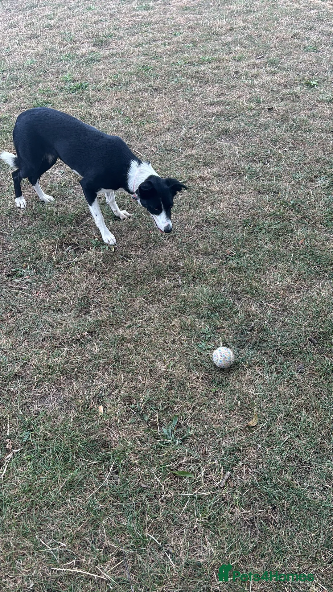 Border Collie dogs for stud: URGENT STUD WANTED in Christchurch - Advert 2