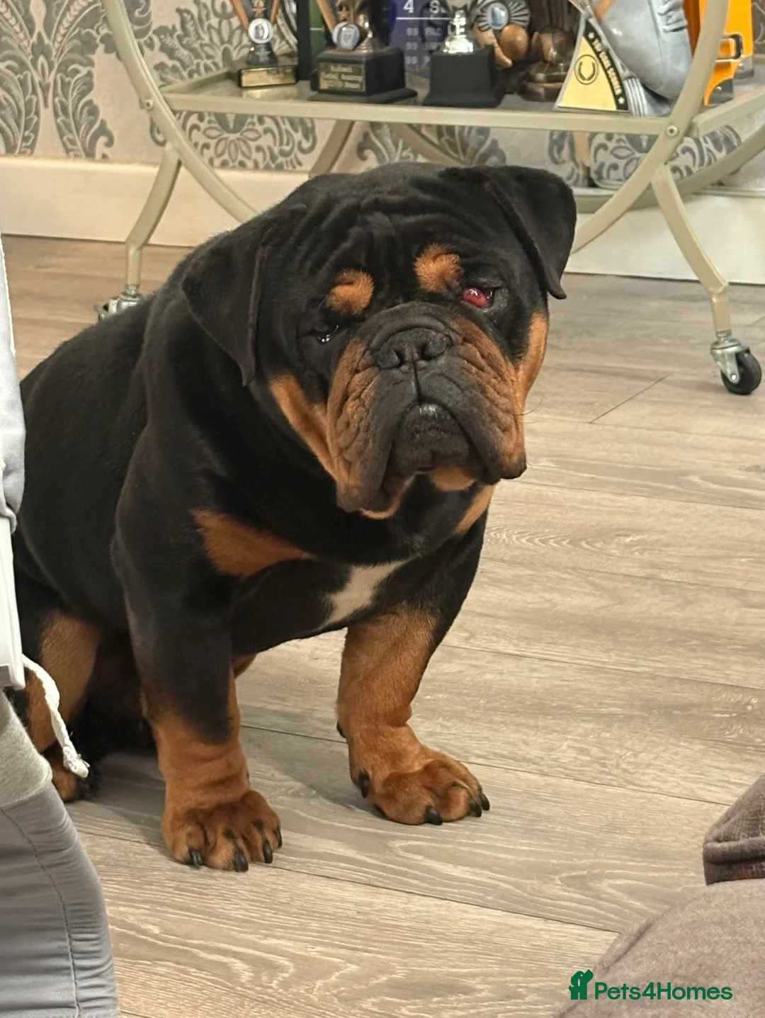 English Bulldog dogs for sale: 2 Year Old English Bull dog  - Advert 1