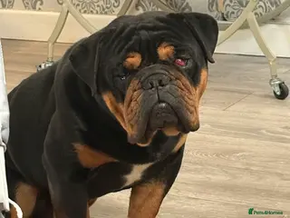 English Bulldog dogs 2 Year Old English Bull dog - Advert 6