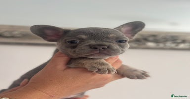 French Bulldog dogs - Advert 11