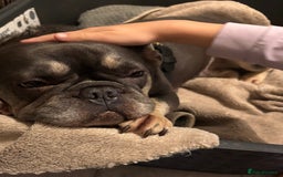 French Bulldog dogs for sale: Nellie  - Advert 3