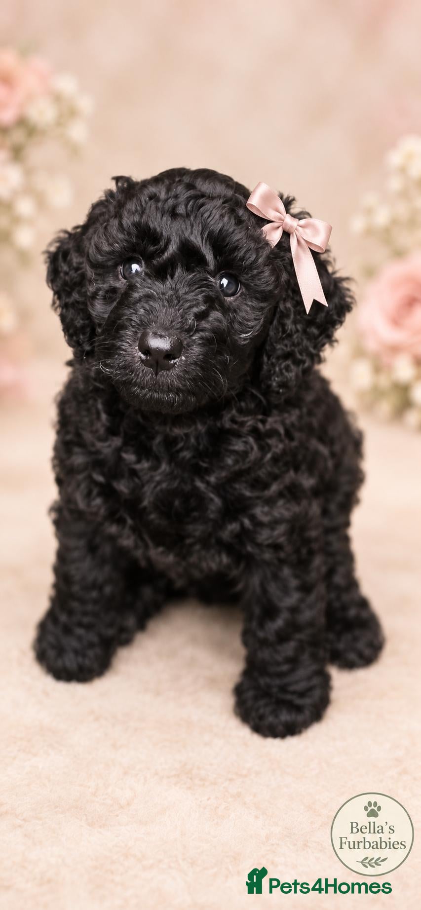 Labradoodle dogs 🐾 Multigen Labradoodle Puppy Girl Family Raised  - Advert 9