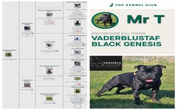 Staffordshire Bull Terrier dogs for stud: Mr T Champion sired Stud Blue gene 🧬 - Image 5