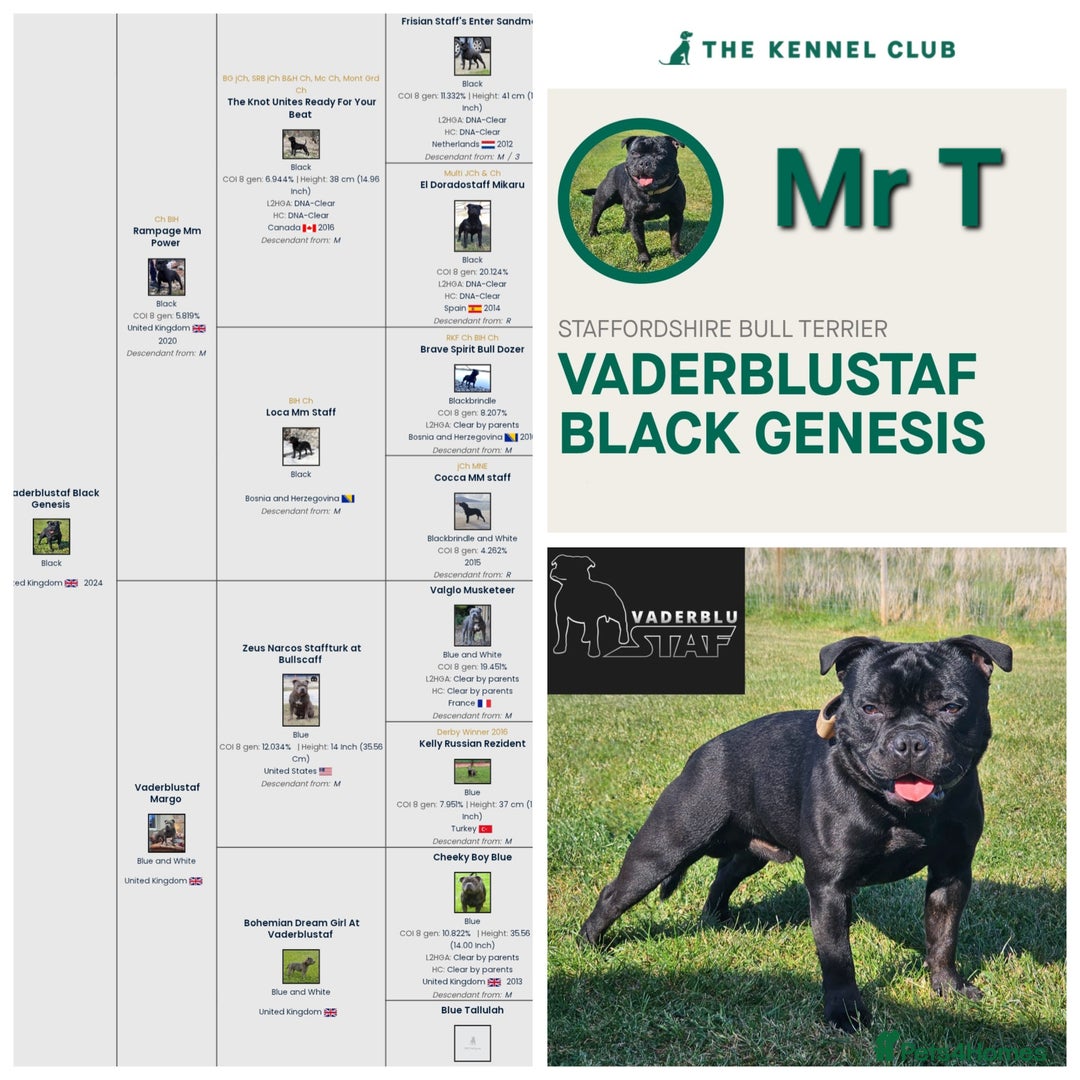 Staffordshire Bull Terrier dogs for stud: Mr T Champion sired Stud Blue gene 🧬 - Image 5