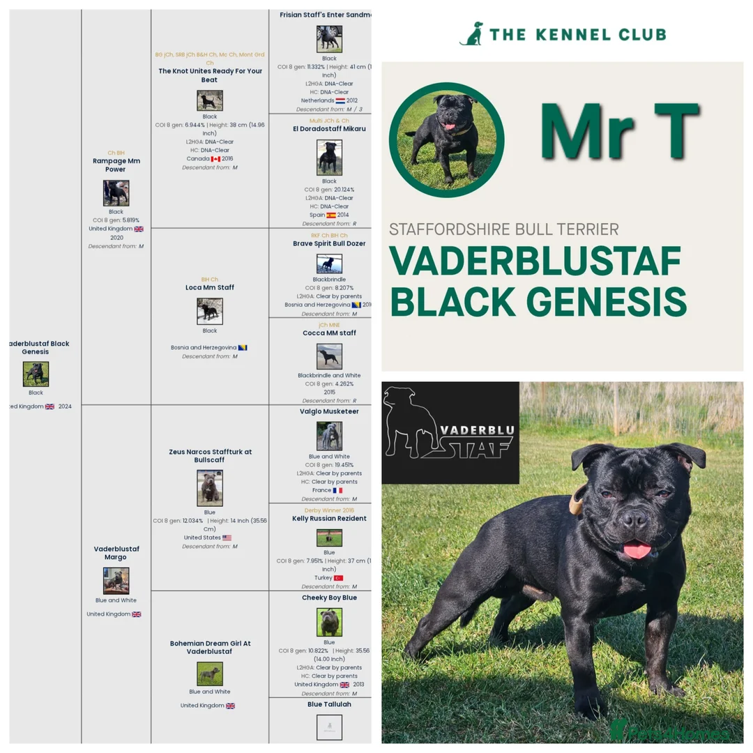 Staffordshire Bull Terrier dogs for stud: The one & only 'Mr T' Champ Sired - Advert 11