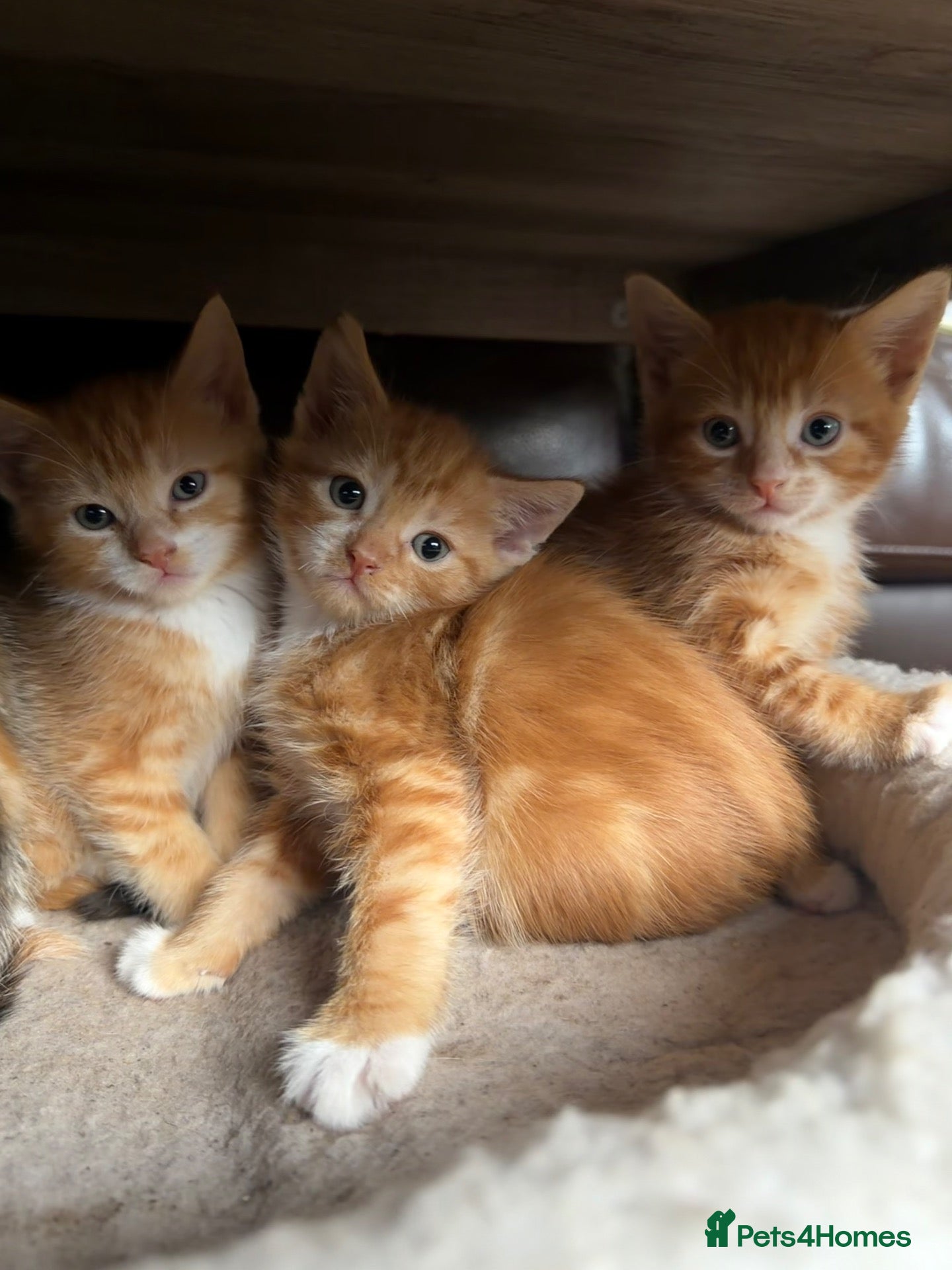 Mixed Breed cats for sale: 5 Adorable Kittens Looking for Their Forever Homes - Advert 17