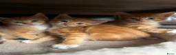 Mixed Breed cats for sale: 6 Adorable Kittens Looking for Their Forever Homes - Advert 1