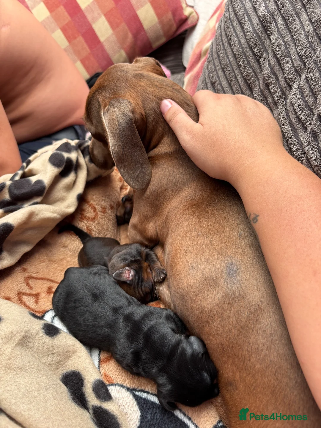 Miniature Dachshund dogs for sale: Miniature  in Newark - Advert 2