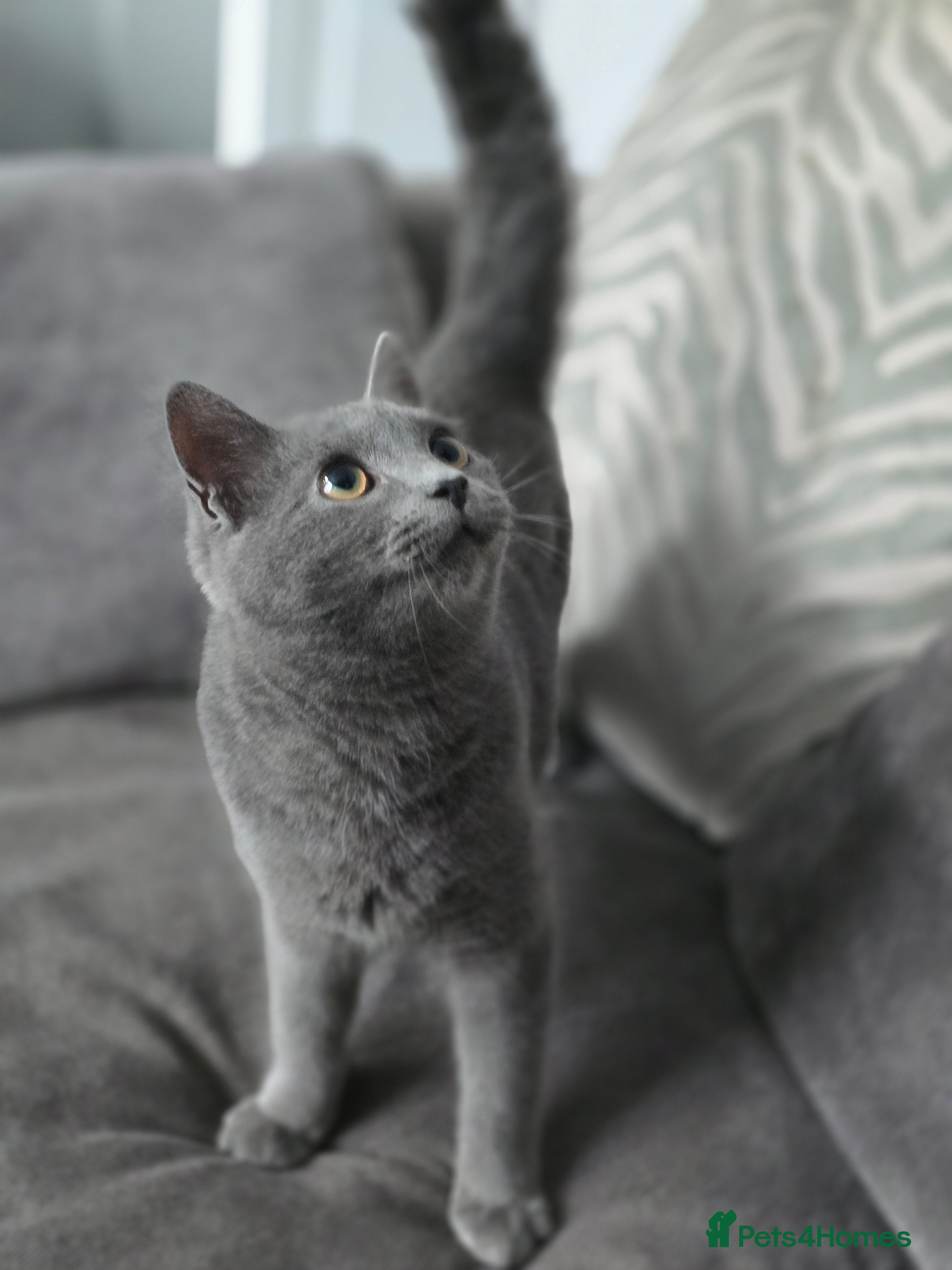 Mixed Breed cats Mum and her baby kitten - Advert 3