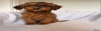 Cockapoo Puppy 3