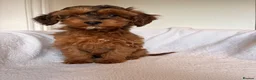 Cockapoo dogs for sale: LICENSED BREEDER HEALTH TESTED COCKAPOOS - Advert 9