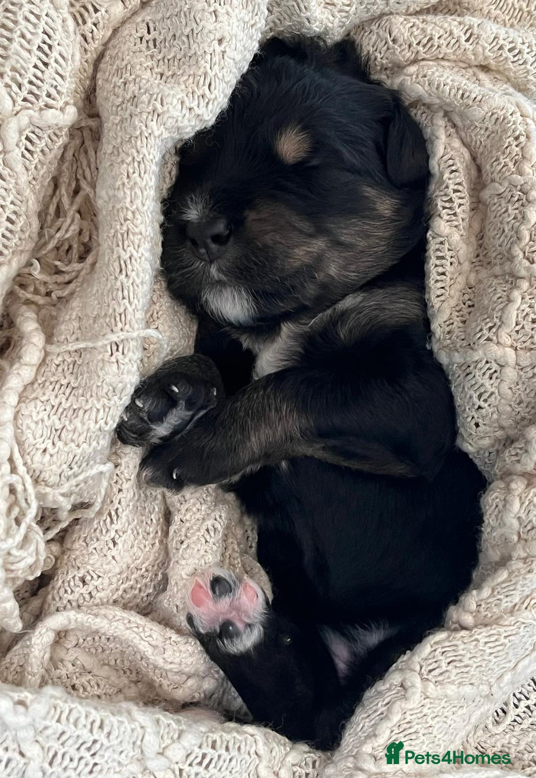 Bernedoodle dogs for sale: Exceptional F1 Bernedoodle Puppies - Advert 21