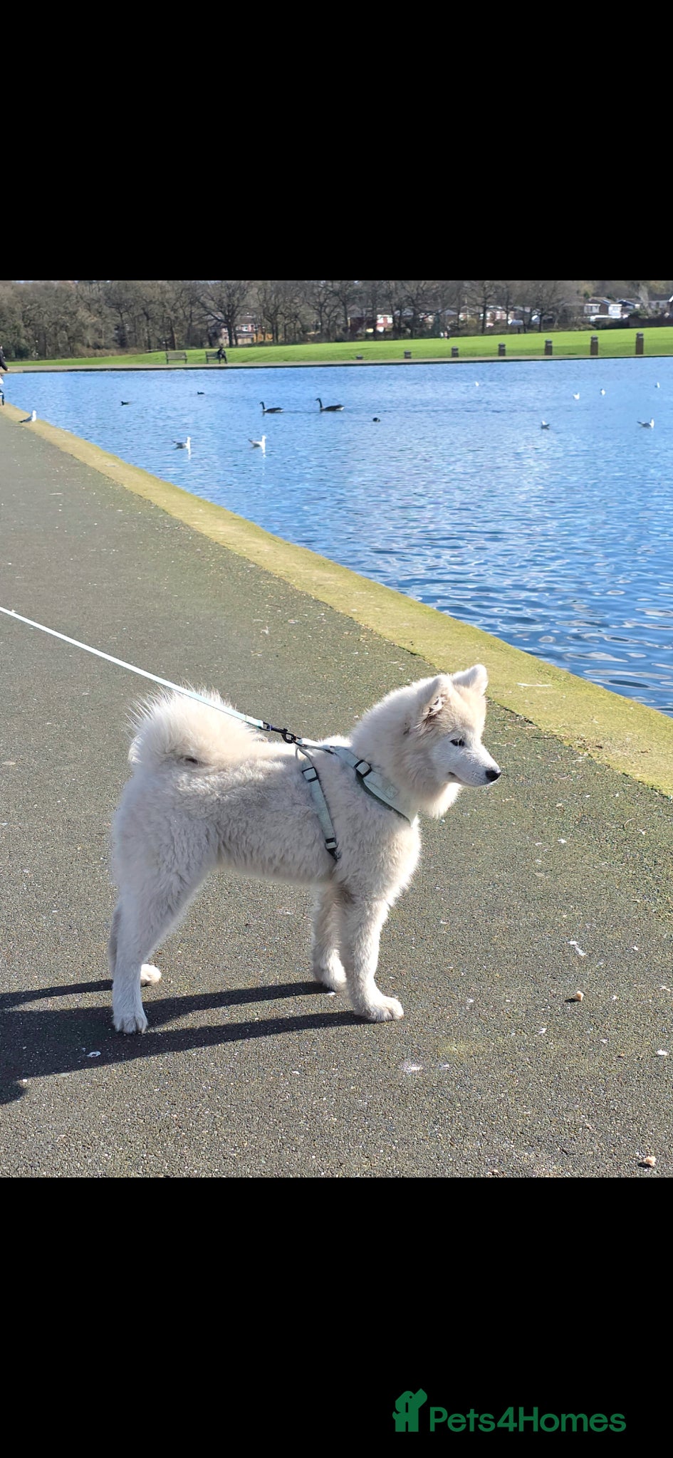 Samoyed dogs Beautiful Male Samoyed Puppy 🐾 - Advert 1
