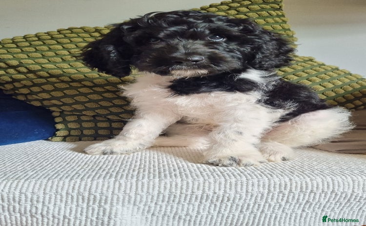 Cavapoo dogs in Watchet - Advert 8