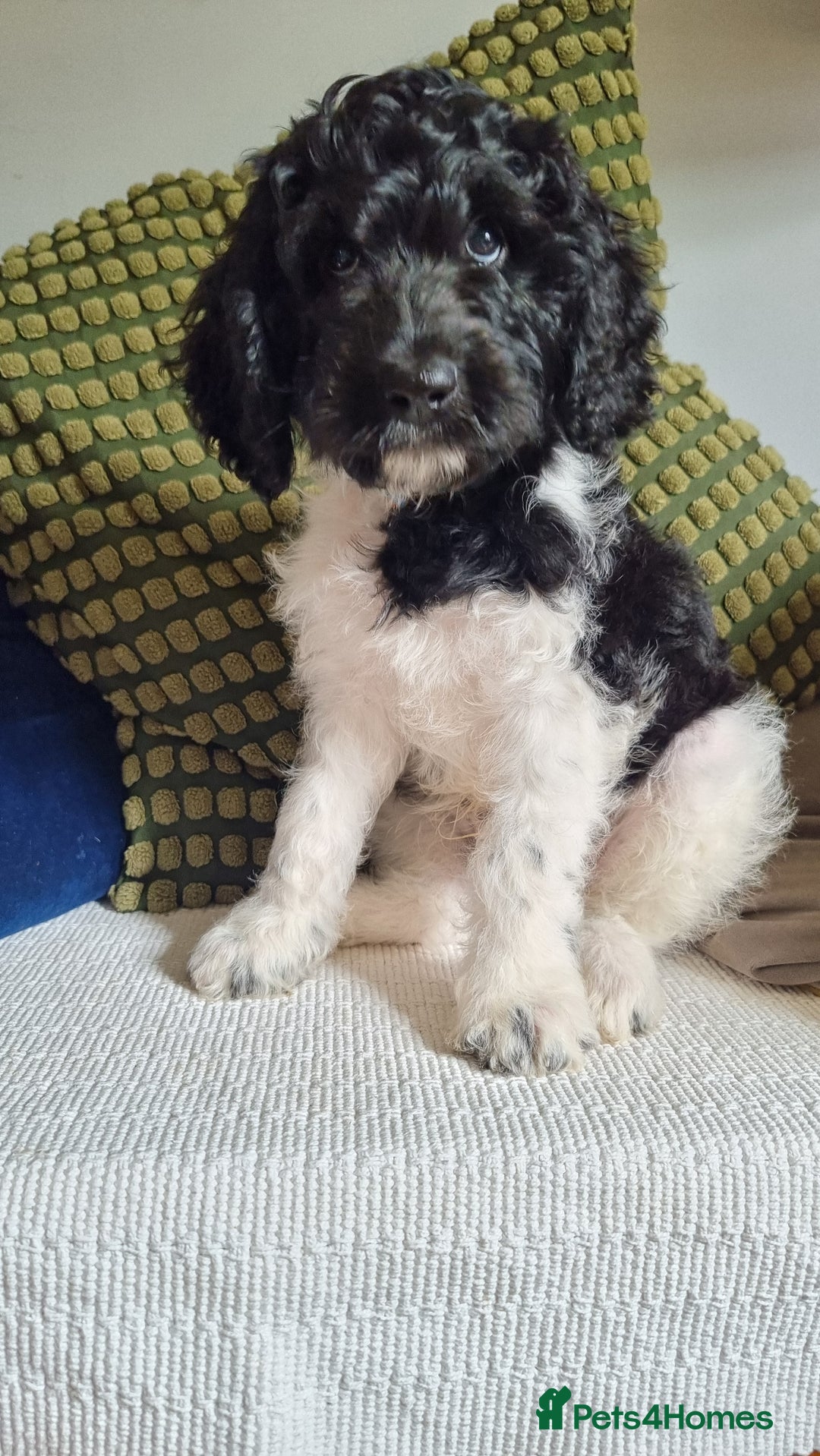 Cavapoo dogs for sale: F1b Standard Cavapoo, 3 remaining ready to leave in Watchet - Image 1