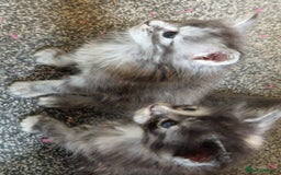 Maine Coon cats for sale: Stunning Maine Coon kittens - Image 8