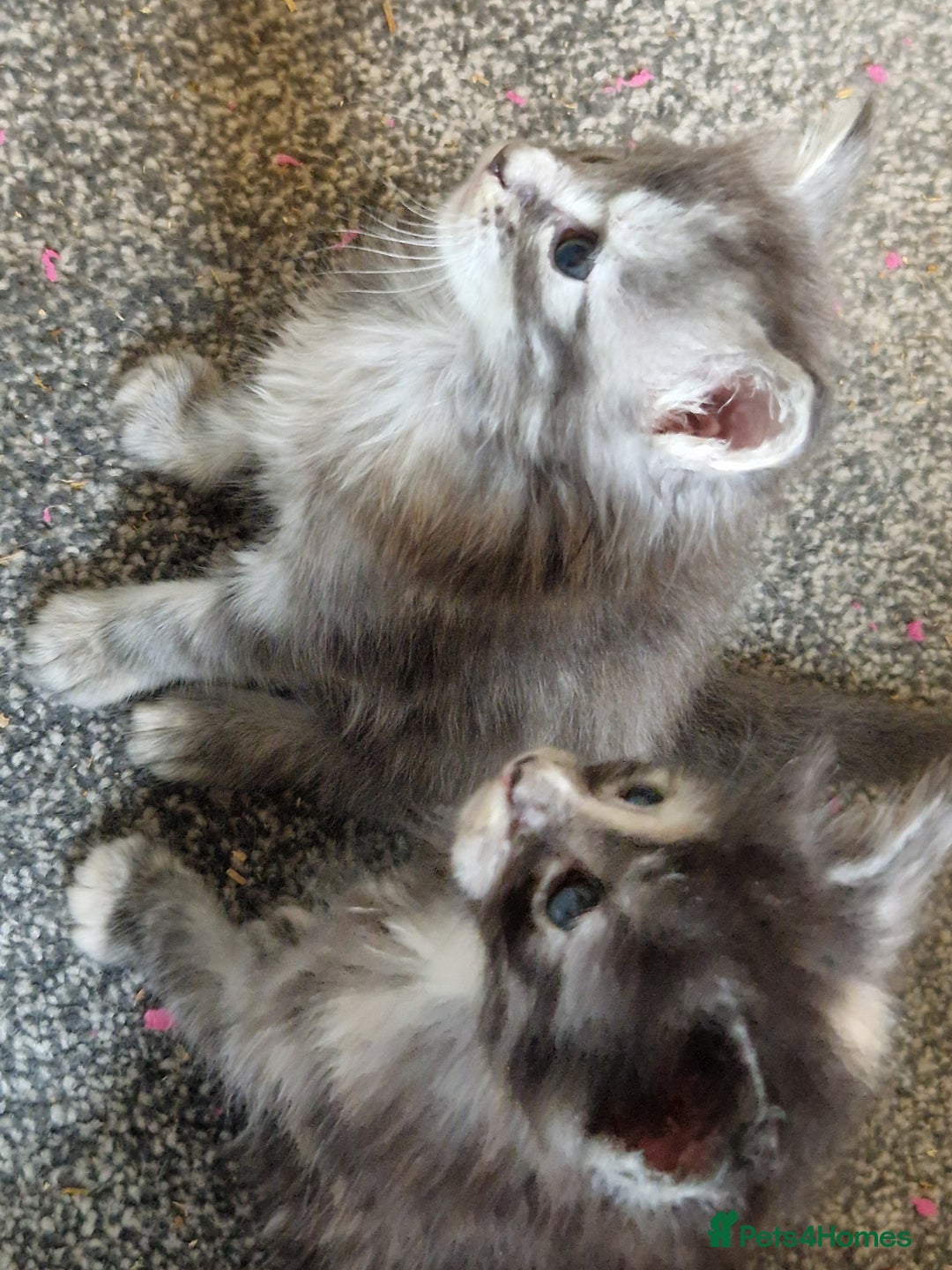 Maine Coon cats for sale: Stunning Maine Coon kittens - Image 8