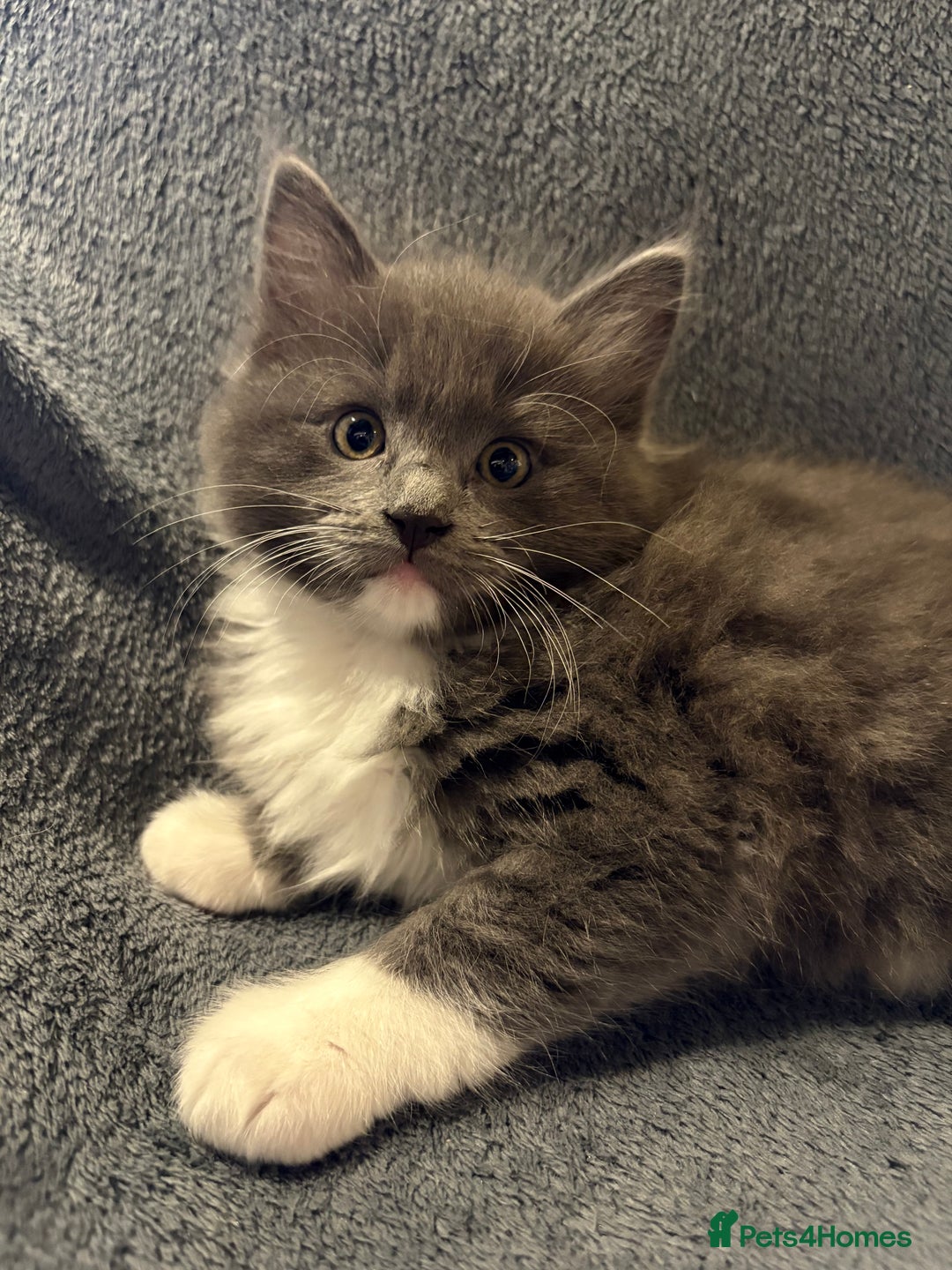 Ragcoon cats for sale: Stunning Maine Coon x Ragdoll kittens - Image 12