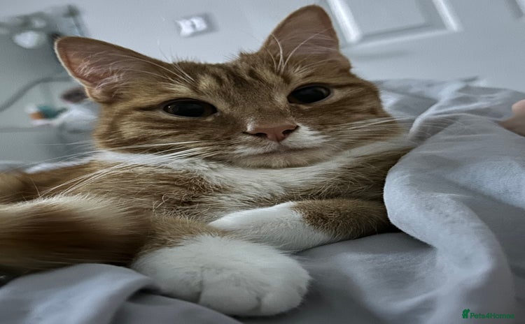 British Shorthair cats Male Cat for Sale  - Advert 2