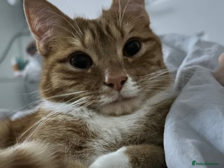 British Shorthair cats Male Cat for Sale - Advert 1