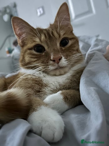 British Shorthair cats Male Cat for Sale - Advert 1