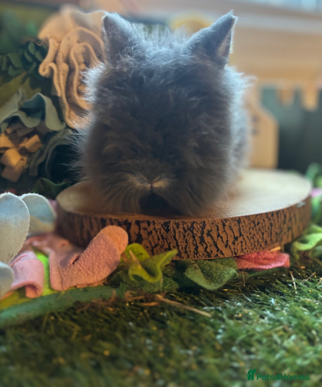 Lionhead rabbits for sale: Lion head buck  - Advert 3