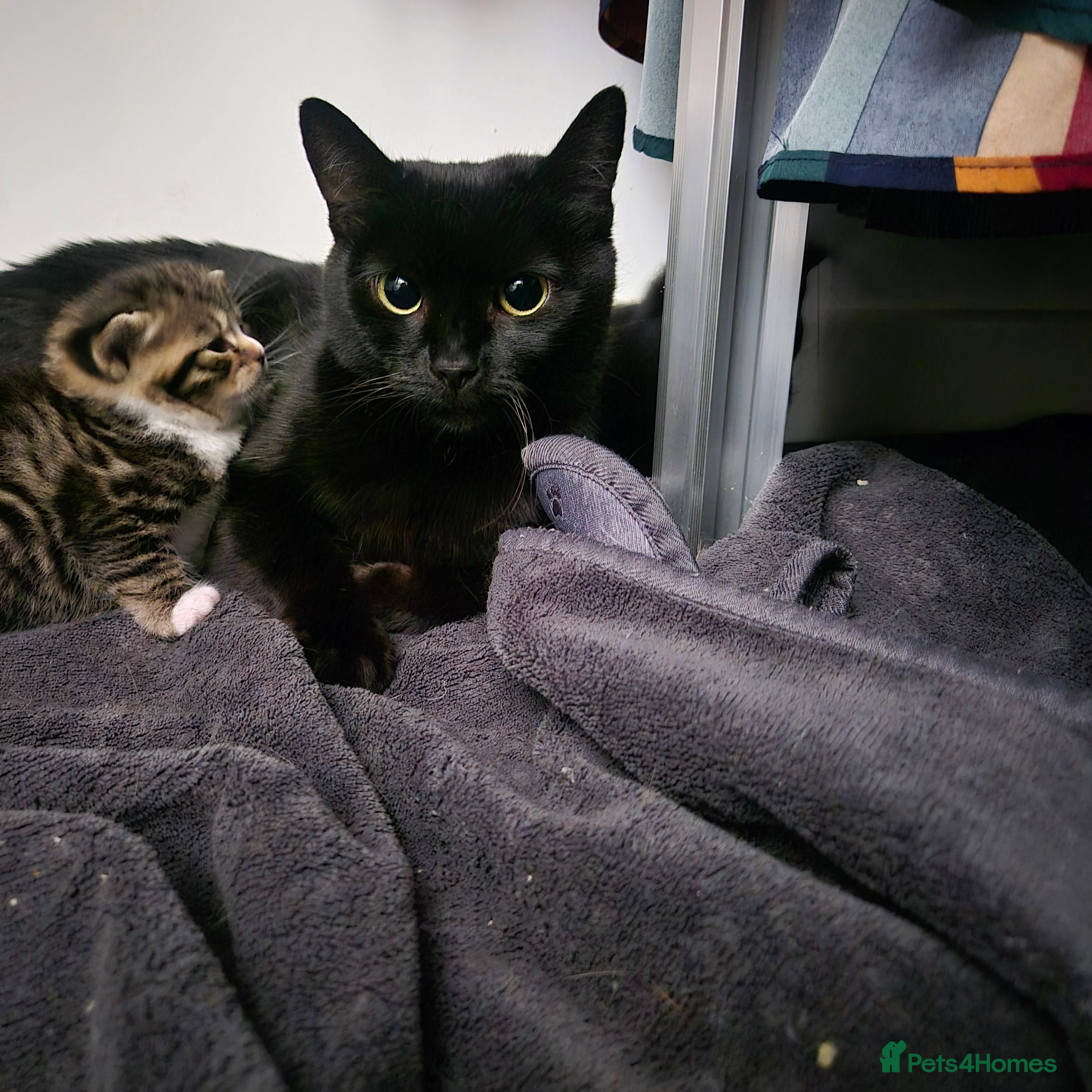 Mixed Breed cats 2 kittens - to stay together - Advert 1