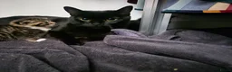 Mixed Breed cats for sale: 2 kittens - to stay together - Advert 1