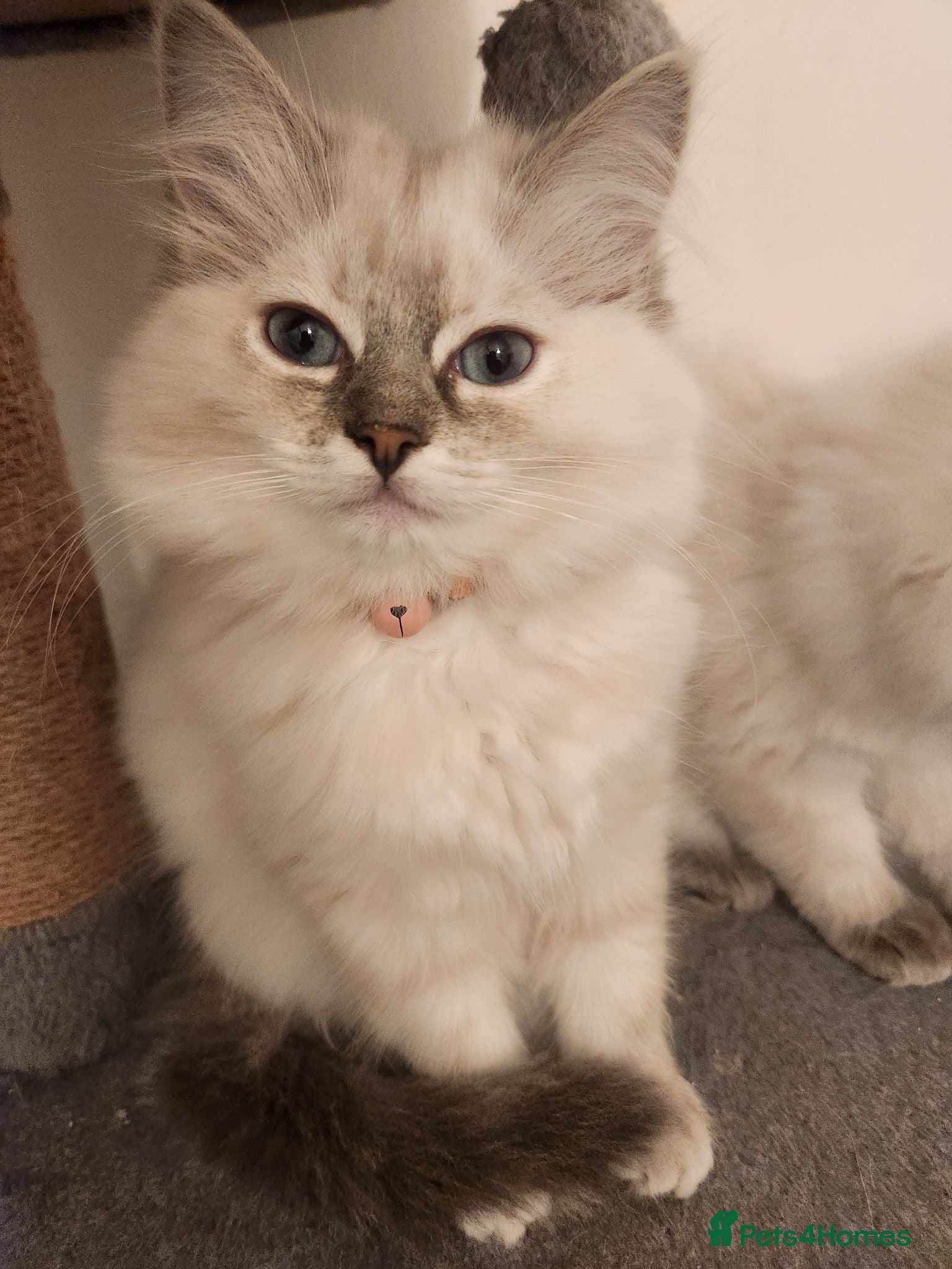 Ragdoll cats Ragdolls  - Advert 1