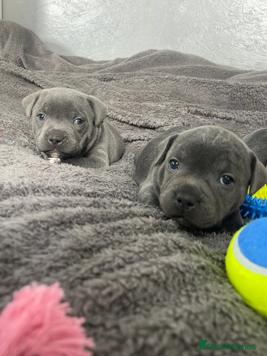 Staffordshire Bull Terrier dogs for sale: Blue Staffordshire bull terriers - Advert 2