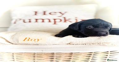 Labrador Retriever dogs - Advert 12