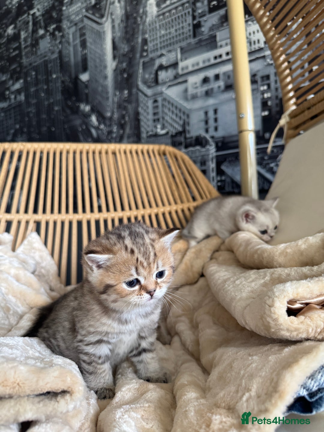 British Shorthair cats for sale: 2 Outstanding BSHLitter Chinchilla &Classic Lines) - Advert 26