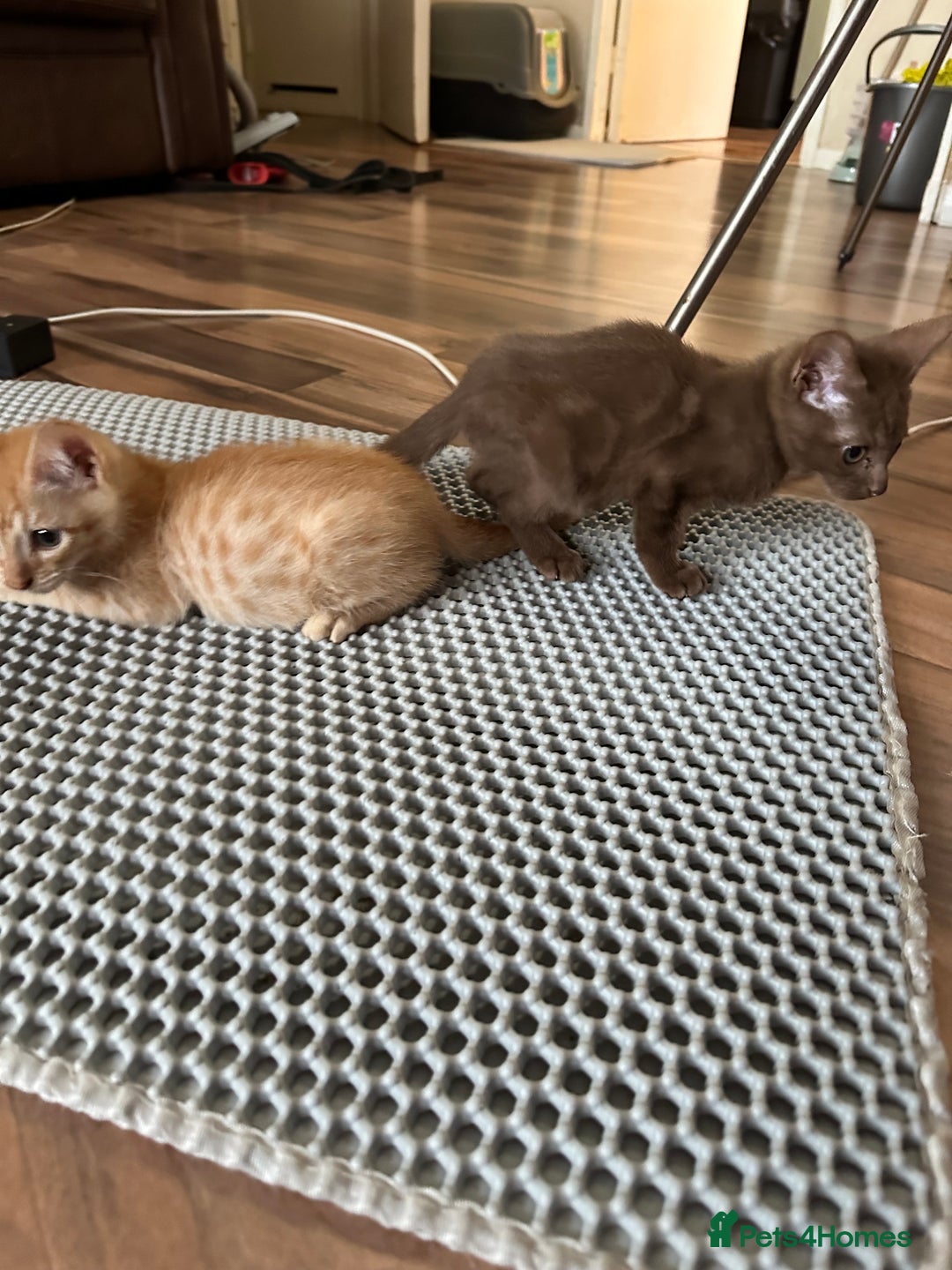 Mixed Breed cats for sale: Amazing Half Bengals !!! - Advert 12