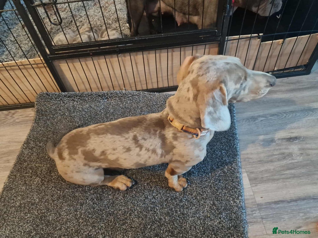 Mixed Breed dogs for sale: Bull weiners 8 weeks old  - Image 9