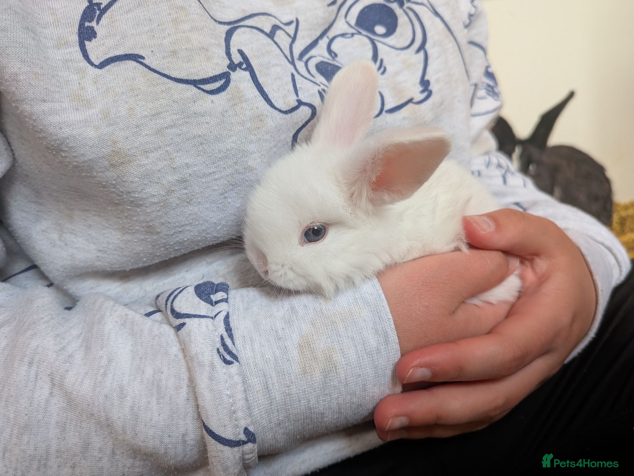 Mixed Breed rabbits 3 Neverland dwarf rabbits cross lop - Advert 19