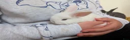 Mixed Breed rabbits for sale: 3 Neverland dwarf rabbits cross lop - Advert 1